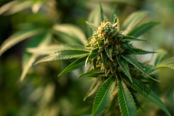 Choosing the right strain for your home grow