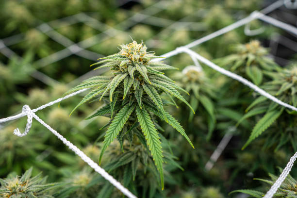 What is the best way to control pests and diseases when growing cannabis at home?