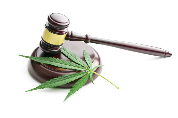 Transform Your Home into a Thriving Cannabis Garden: Here's How!
