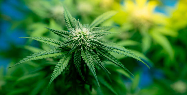 ../img/cannabisindustrytrendspodcast.jpg