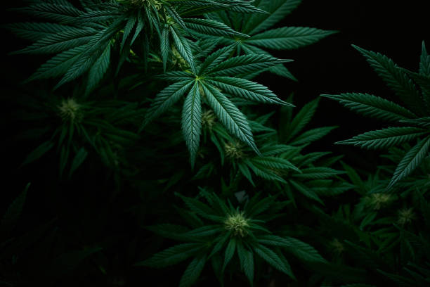 How to Grow Cannabis at Home: Insider Tips Revealed!