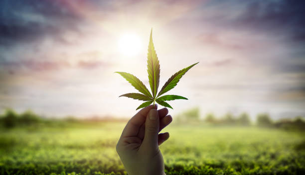 What is the importance of proper ventilation in a home cannabis grow operation?