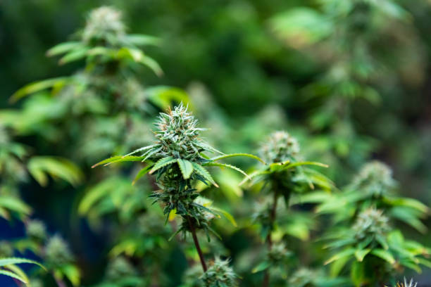 Unleash Your Green Thumb: Learn How to Grow Cannabis Like a Pro