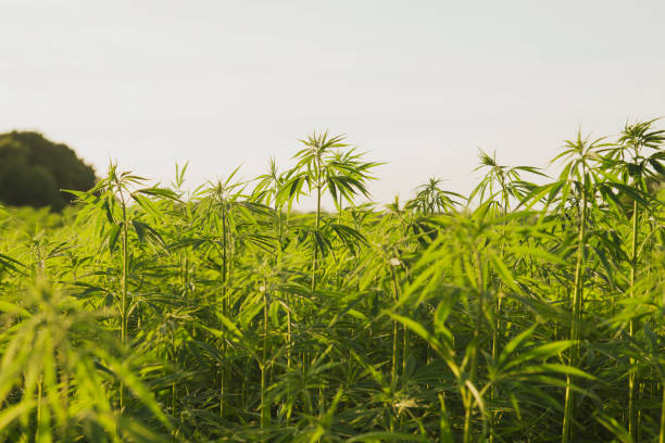 What is the ideal temperature and humidity levels for a successful cannabis grow?