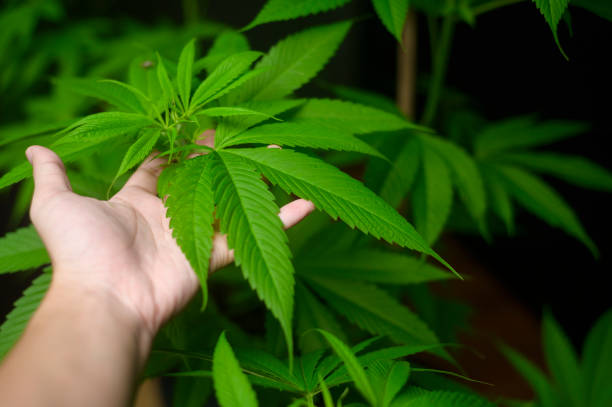 What is the best soil mix for cultivating healthy cannabis plants indoors?